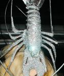Filename=lady-gaga-070.jpg
Filesize=59KiB
Dimensions=378x637
Date added=Feb 28, 2010 lady-gaga-070.jpg