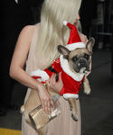 Filename=gaga_2812929.JPG
Filesize=1419KiB
Dimensions=2712x4632
Date added=Dec 12, 2015 gaga_2812929.JPG