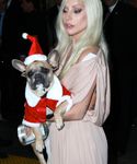 Filename=gaga_2817129.jpg
Filesize=1118KiB
Dimensions=3577x5139
Date added=Dec 12, 2015 gaga_2817129.jpg