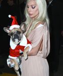 Filename=gaga_2817229.jpg
Filesize=1200KiB
Dimensions=3514x5264
Date added=Dec 12, 2015 gaga_2817229.jpg