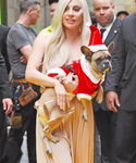 gaga_2820329.jpg