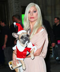 gaga_2822029.jpg