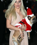 Filename=gaga_283829.jpg
Filesize=672KiB
Dimensions=1972x3190
Date added=Dec 12, 2015 gaga_283829.jpg