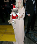 gaga_285129.jpg