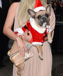 gaga_285929.jpg