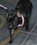 Filename=gagag_283529.JPG
Filesize=941KiB
Dimensions=2400x3600
Date added=Oct 21, 2015 gagag_283529.JPG