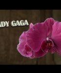 lady_gaga_008.jpg
