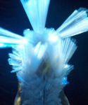 lady_gaga_105.jpg