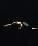 lady_gaga_081.jpg