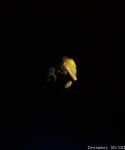 lady_gaga_440.jpg